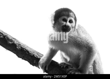 Une photo en échelle de gris d'un singe écureuil à capuchon noir a trouvé grimper sur une branche d'arbre dans la nature Banque D'Images