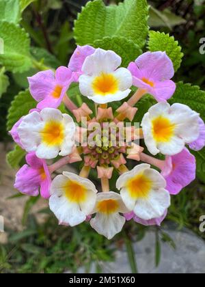 Un gros plan vertical d'une fleur de l'Ouest indien de Lantana a trouvé la croissance dans la nature Banque D'Images