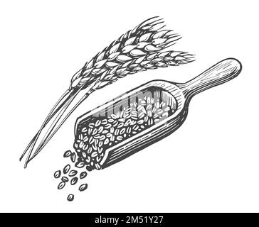 Grains de blé, pelle en bois et épis de blé. Alimentation naturelle saine de la ferme biologique. Illustration vectorielle d'esquisse vintage Illustration de Vecteur