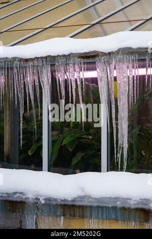 Vieux bâtiment en serre avec des glaçons suspendus du toit pendant les cycles de gel et de dégel en hiver Banque D'Images
