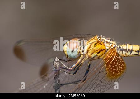 Gros plan sur le planeur des marais de Crimson (Trithemis aurora), Satara, Maharashtra, Inde Banque D'Images