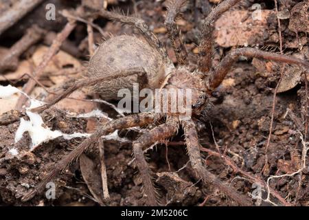 Gros plan de l'araignée huntsman (Heteropoda venatoria), Satara, Maharashtra, Inde 1 Banque D'Images