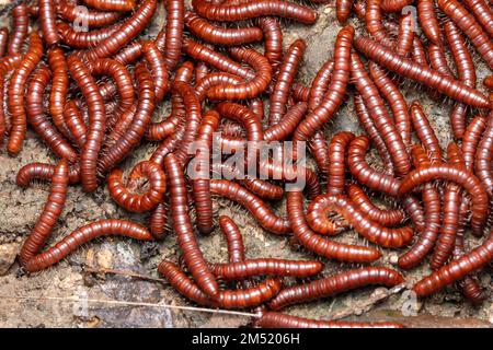 Millipidae communs (Trigoniulus corallinus), Satara, Maharashtra, Inde Banque D'Images