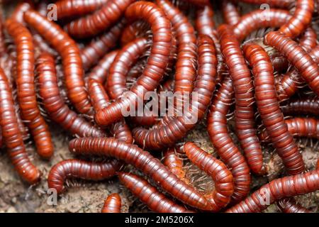 Fermeture dorsale des millipidae communs (Trigoniulus corallinus), Satara, Maharashtra, Inde Banque D'Images