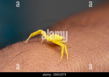 Araignée de crabe jaune (Thomisus onustus) sur place, Satara, Maharashtra, Inde Banque D'Images