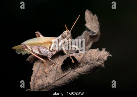 Une sauterelle brune sur feuille séchée (Satara, Maharashtra, Inde) Banque D'Images