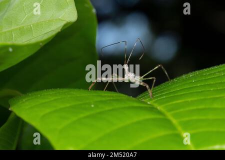 Gros plan de l'insecte d'Assassin en regardant dans son habitat (Rhynocoris iracundus), Satara, Maharashtra, Inde Banque D'Images