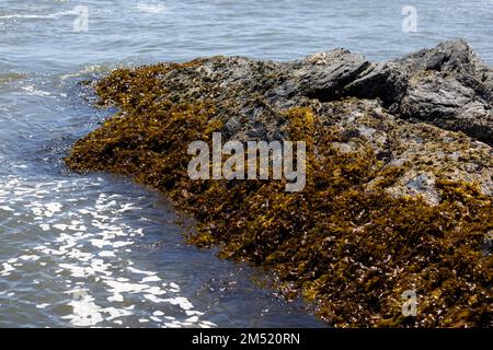Algues poussant sur de grandes roches dentelées à Isla Maiquillahue dans l'océan Pacifique du Chili Banque D'Images