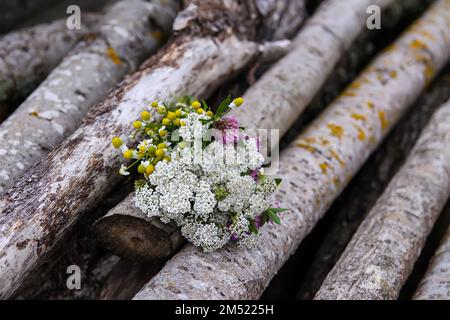Herbes médicales fraîchement cueillies sur des rondins en bois Banque D'Images