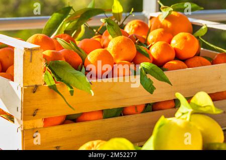 Récolte d'agrumes frais. Boîte avec clémentines. Citrons croates, oranges, mandarines. Fruits vitaminés. Banque D'Images