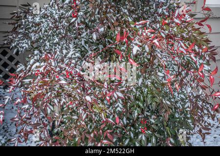 Buisson de Nandina avec feuilles rouges et baies couvertes de neige vue rapprochée en hiver Banque D'Images