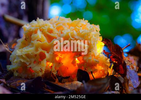 Le champignon comestible Ramaria flava cultivé dans une forêt sur fond flou Banque D'Images