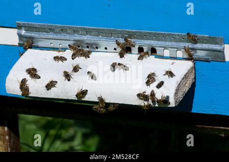 Un groupe d'abeilles devant l'entrée de leur ruche, protégé par une porte en métal le jour ensoleillé dans l'apiaire. Les abeilles sont capturées en gros plan Banque D'Images