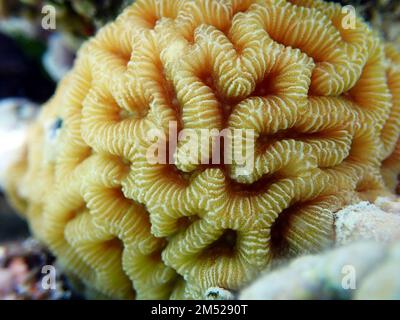 Incroyable forme de cerveau LPS corail - Platygygyra spp Banque D'Images