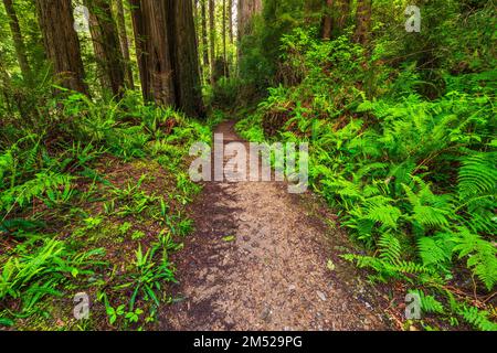 Trillium Falls Trail, Prairie Creek Redwood State Park, Californie, États-Unis Banque D'Images