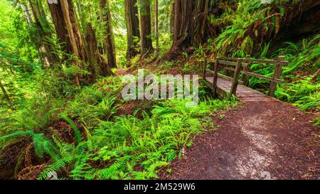 Trillium Falls Trail, Prairie Creek Redwood State Park, Californie, États-Unis Banque D'Images