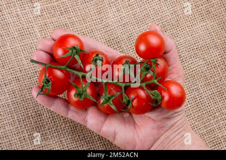 Bouquet de tomates cerise rouge mûre délicieux dans la main Banque D'Images