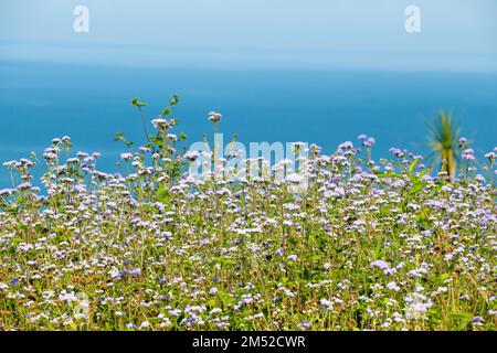 Beau jardin de fleurs colorées avec diverses fleurs Banque D'Images