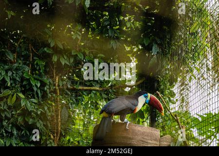 toucan oiseau à l'intérieur de l'enceinte du zoo en voie de disparition oiseau tropical bec coloré Banque D'Images