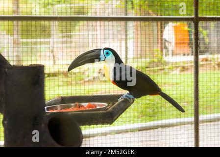 Toucan oiseau à l'intérieur du zoo enceinte en danger oiseau tropical coloré grand bec Banque D'Images