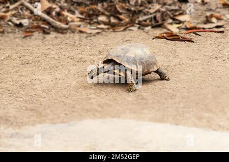 Tortue marchant lentement sur terre poussiéreuse animal fortement bombardé Banque D'Images