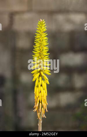 Aloès Vera fleur jaune en fleur feux d'artifice lookosie forme colorée Banque D'Images