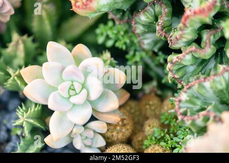 Succulent pot echeveria corail comme le cactus rosette en forme de couleur pastel Banque D'Images