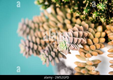 Sedum adolphii flowerpot suspendu chaud lueur or heure gros plan rosette en forme de vigne croissance rapide plante succulente Banque D'Images