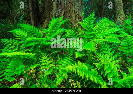 Fougères dans un redwood grove, parc national de Redwood, Californie, États-Unis Banque D'Images