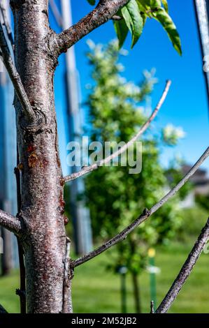 L'écorce endommagée d'un arbre de pêche au printemps est causée par une infestation de larves de borers de Peachtree qui creusent des tunnels Banque D'Images