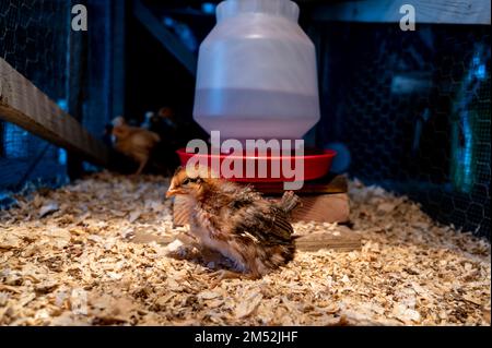 Jeunes poussins à l'intérieur d'une cage de couveuse de poulet avec une lampe de chauffage, une literie de rasage en bois, de la nourriture et de l'eau Banque D'Images