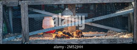 Jeunes poussins à l'intérieur d'une cage de couveuse de poulet avec une lampe de chauffage, une literie de rasage en bois, de la nourriture et de l'eau Banque D'Images