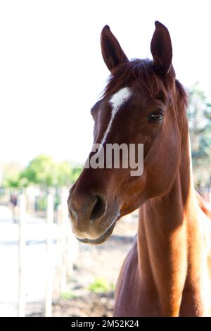 Un gros plan d'un beau cheval de race Thoroughbred (Equus ferus cabalus) dans une ferme sur fond flou Banque D'Images