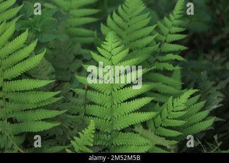 Variété de feuilles de fougères vertes Banque D'Images