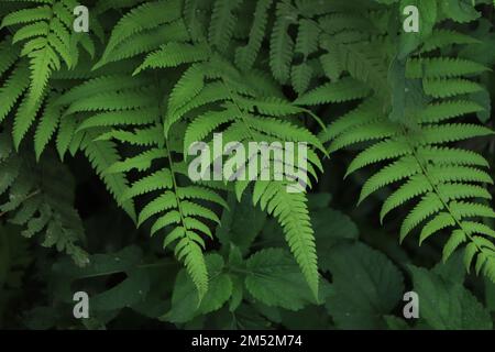 Belle texture de fougères dans la nature. Fougères naturelles fond feuilles de fougères gros plan fougères nature. Banque D'Images