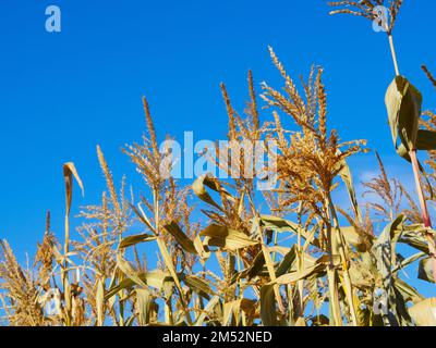 Séchez les tiges de maïs contre le ciel bleu le jour d'été clair. Usine agricole. Récolte de l'agriculteur. Gros plan sur le champ de maïs... Banque D'Images