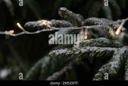 Une guirlande avec des lumières électriques qui brillent dans l'obscurité est suspendue sur une branche enneigée d'un sapin. La neige tombe Banque D'Images