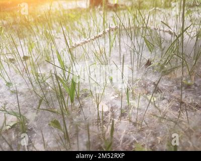 toile de fond de la peluche de peuplier sur l'herbe verte Banque D'Images