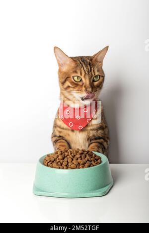 Chat affamé près d'un bol avec nourriture sèche pour chat isolée sur fond blanc. Nourrir les animaux. Banque D'Images