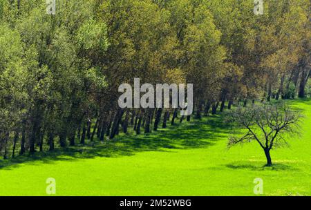 Prés et forêts de Val d'Orcia, Toscane Banque D'Images