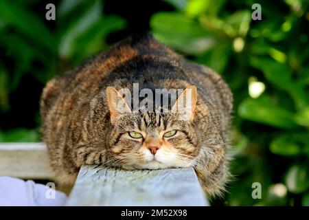 Gros tabby chat regardant la caméra Banque D'Images