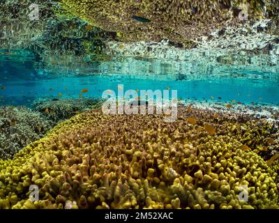 Des coraux durs et des poissons étonnants dans les échalotes de l'île de Menjangan, Bali, Indonésie Banque D'Images