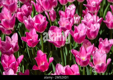 Gros plan de nombreux tulipes roses Banque D'Images