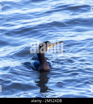 Le Cormorant est superbement adapté à un style de vie aquatique. Leur corps est bas dans l'eau pour offrir le moins de résistance et donc économiser de l'énergie Banque D'Images