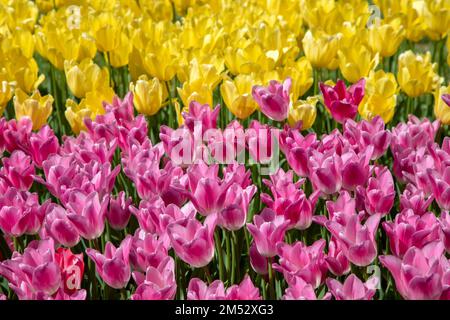 Tulipes jaunes et roses dans le parc Banque D'Images