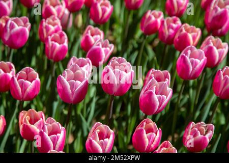 Gros plan de nombreux tulipes roses Banque D'Images