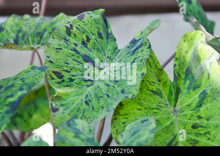 Alocasia, Alocasia mohito ou Mojito Alocasia ou tricolor alocasia ou feuille noire et verte ou plante bicolore Banque D'Images