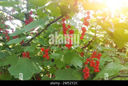 framboises mûres de cassis sur les branches Banque D'Images