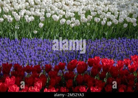 Tulipes rouges et blanches et fleurs de jacinthe pourpres Banque D'Images