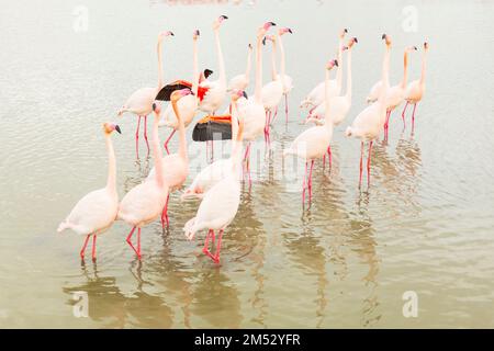 La parade nuptiale ( comportement de courting ) des plus grands flamants en camargue , France Banque D'Images